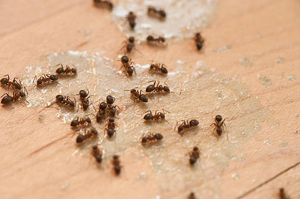 Best Best Pest Control Companies  in Williamstown, PA